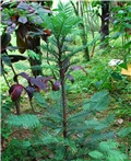 Wollemi Pine - Australski stribor